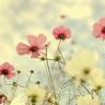 一吻定情